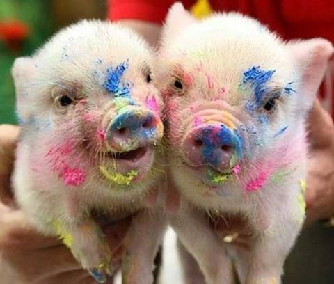 baby-pigs-finger-paint